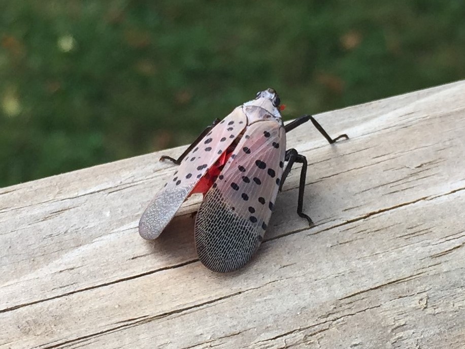 adult spotted lantern fly